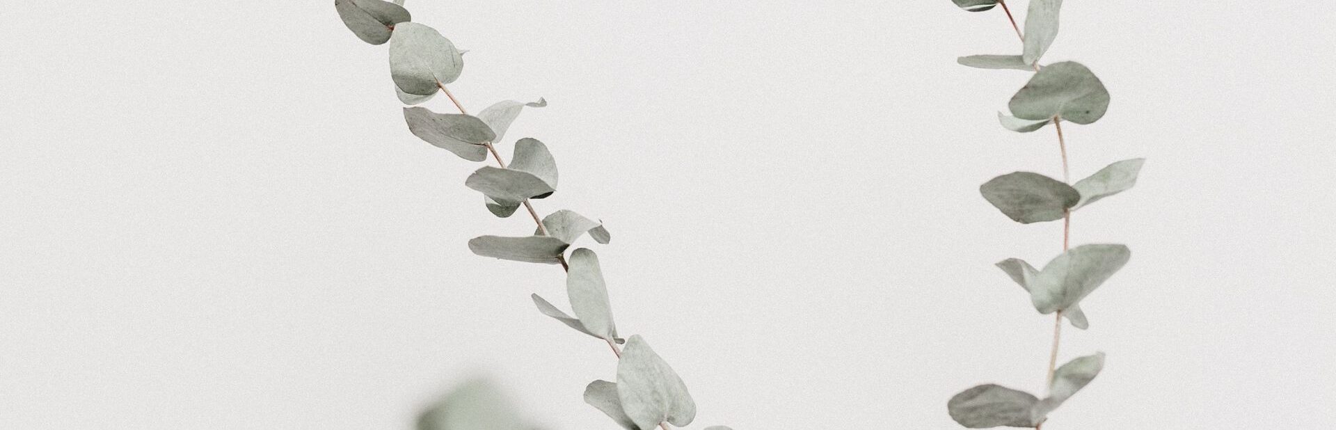 Dialectical Behavior Therapy in Eugene OR