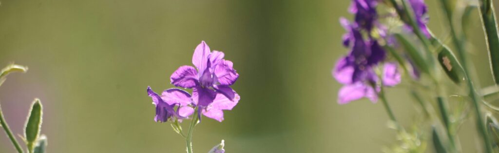 Therapy for New Mothers in Eugene, OR