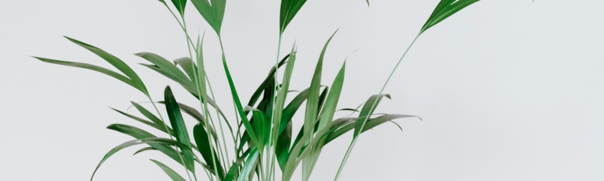 Therapy for Depression Available in Eugene, OR