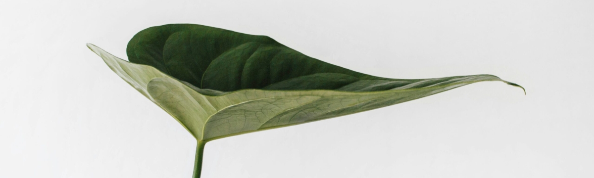 ADHD Therapy in Eugene, OR